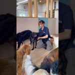 甘々わんこ達🐕💕💕#20240906おうちホテル#ペットホテル#ケージフリー#静岡県袋井市 #ワンコワークス#大型犬#小型犬#中型犬#犬のいる暮らし#イヌバーシティ