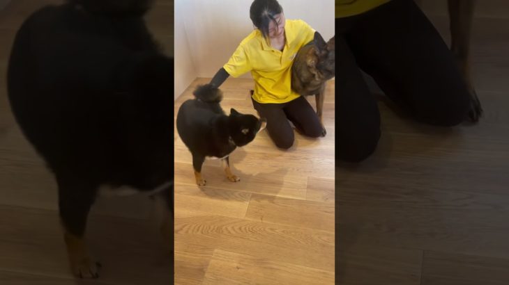 すりすり🐕#20240910おうちホテル#ペットホテル#ケージフリー#静岡県袋井市 #ワンコワークス#大型犬#小型犬#中型犬#犬のいる暮らし#イヌバーシティ