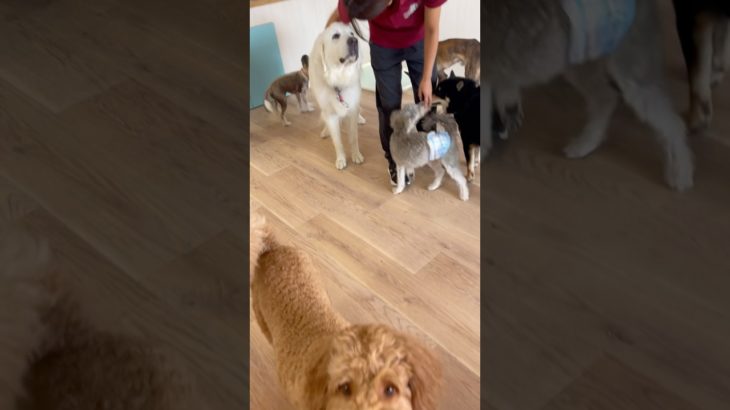 ブルーのお部屋🩵#20240922おうちホテル#ペットホテル#ケージフリー#静岡県袋井市 #ワンコワークス#大型犬#小型犬#中型犬#犬のいる暮らし#イヌバーシティ