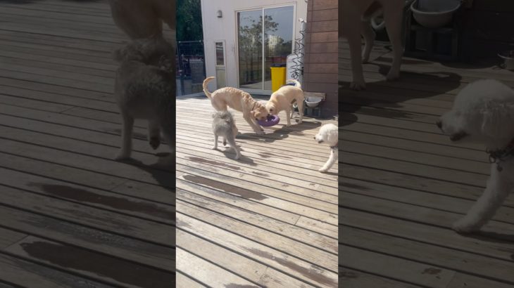 💜#20240930おうちホテル#ペットホテル#ケージフリー#静岡県袋井市 #ワンコワークス#大型犬#小型犬#中型犬#犬のいる暮らし#イヌバーシティ