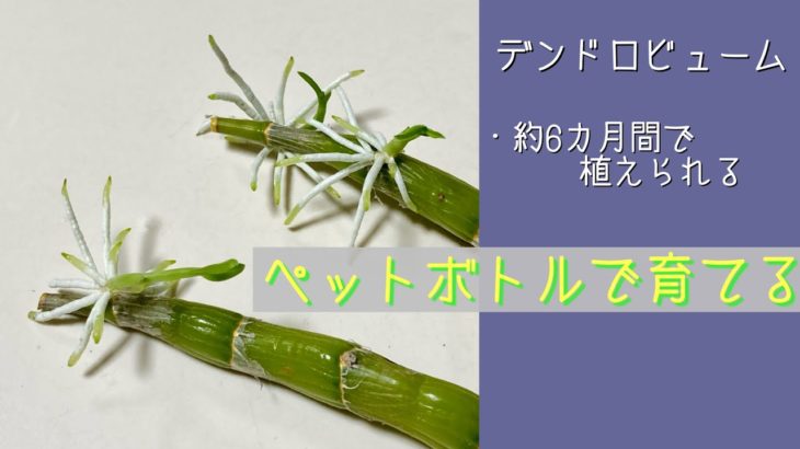 2024年9月7日　デンドロビューム《ペットボトルで簡単に増やす》　6カ月後のバルブに脇芽🌱と根っこ　バルブに脇芽🌱が付いたまま水苔で植える