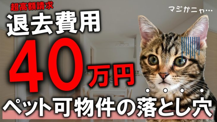 【アパートの退去費用が40万円…!?】ペット可の賃貸物件を選ぶ時の注意点を元ペットショップ店員が解説します！ #賃貸 #アパート #マンション #猫 #飼う