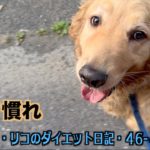 暑さ慣れをしに街中へ【オスカー・リコのダイエット日記46 47日目】