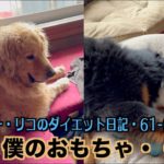 レンにおもちゃを取られた・・【オスカー・リコのダイエット日記61 62日目】