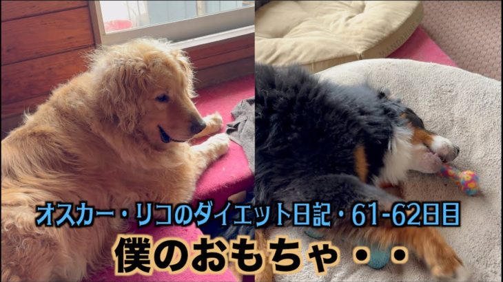 レンにおもちゃを取られた・・【オスカー・リコのダイエット日記61 62日目】