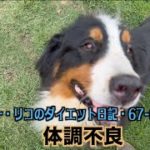 ビーちゃん体調がすぐれない【オスカー・リコのダイエット日記67 68日目】