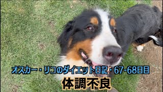 ビーちゃん体調がすぐれない【オスカー・リコのダイエット日記67 68日目】