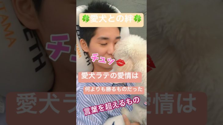 【🐶愛犬との絆】#7年間の絆#ペットと障がい#植物状態#愛犬の力#ペット#トイプードル#愛情#四肢麻痺#車椅子#寝たきり#交通事故#後遺症#shorts