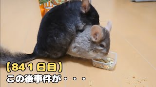 【841日目】この後事件が・・・【孤独な飼い主のペットとの生活】