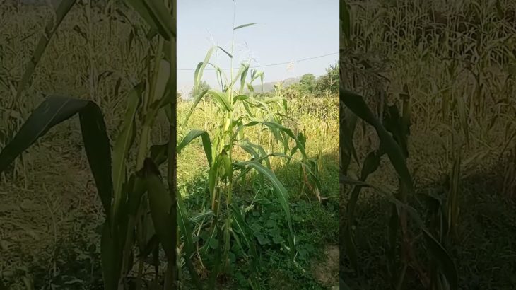 Green beauty swatbaba short live stream #love #egzonibrahimi #quran #viralvideo #youtubelives.