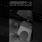 #ミルワームむしゃむしゃ、#かわいいハリネズミ . #HedgehogCutie . #ハリネズミの日常 . #HedgehogLovers . #癒しペット動画. #CuteAnimals