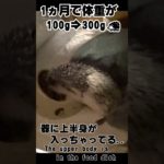 #ハリネズミ成長記録、#かわいいハリネズミ 、#HedgehogCutie、#ハリネズミの日常 、#HedgehogLovers、 #癒しペット動画、 #CuteAnimals