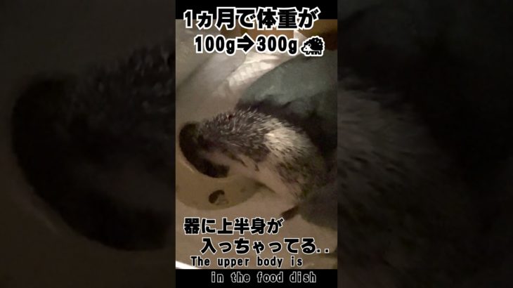 #ハリネズミ成長記録、#かわいいハリネズミ 、#HedgehogCutie、#ハリネズミの日常 、#HedgehogLovers、 #癒しペット動画、 #CuteAnimals
