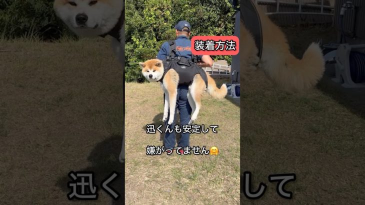 秋田犬-迅JIN- Giipetさんのペットキャリーバッグのご紹介#PR#giipet#ペットキャリーバッグ#災害対策#介護#アウトドア#秋田犬