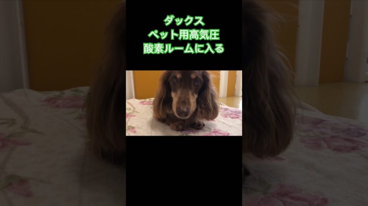カニンヘンダックス　エトワの成長記録　ペット用高気圧酸素ルームに入る　先住犬ブランの健康維持　#酸素ルーム #O2ルーム #犬 #ペット #shorts #dachshund