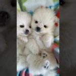 あなたと出会うまでに、苦労は入りますか？STOPペットの流通　#ポメラニアン