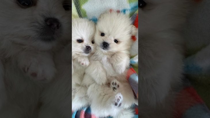 あなたと出会うまでに、苦労は入りますか？STOPペットの流通　#ポメラニアン