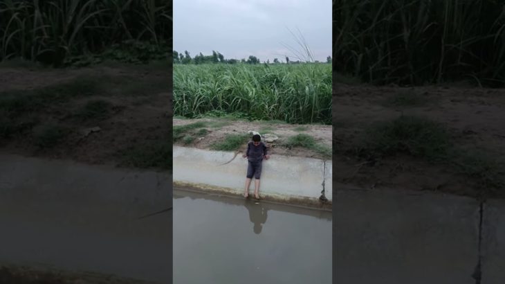 Village Beauty☺️☺️ #shorts #youtubeshorts #beautiful