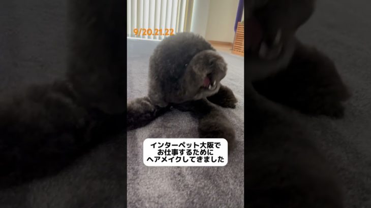【インターペット大阪】#YouTubeshort #music #love #song #インターペット#インターペット大阪#ペット#トイプードル