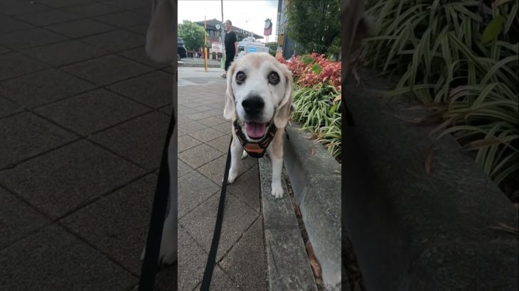 お手紙ないけどおやつはあるでー #ビーグル  #老犬  #beagle