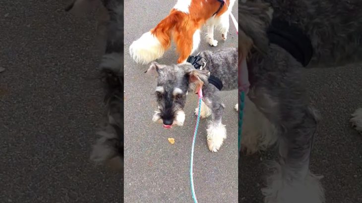 【お散歩に挑戦中！】ペットホテルのツナ・マヨ君！#cavalier #cavaliers #miniatureschnauzer #キャバリア #ミニチュアシュナウザー #ペットホテル #佐野市