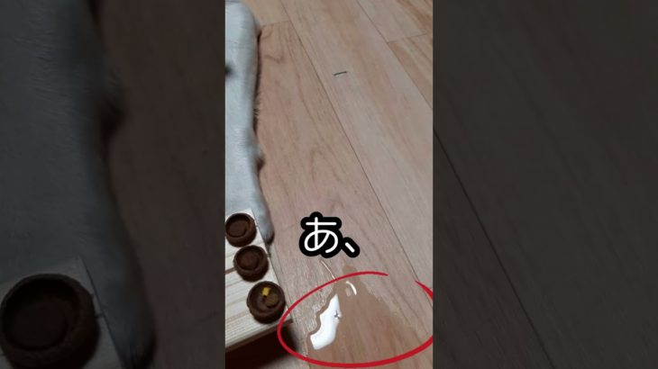 いろんな【dockずし】をペットに作ってみた！