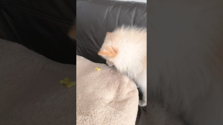 ペットボトル🧴とおやつ🍪で迷ったぽよ🐻‍❄️#ポメラニアン#dog#犬のいる暮らし