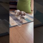 【シーズー】ペットボトルに吠えますか？笑#dog #shihtzu #シーズー #いぬのいる生活 #いぬのきもち