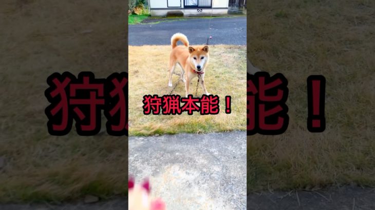 柴犬コロ 柴犬の狩猟本能😁 #柴犬コロ #狩猟 #おもしろ #ペット #動物 #funny #shibainu #dog