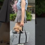 🚗ペットとの旅行に最適なペットシート！ #giipet #ペット用品 #pets #犬用おもちゃ #柴犬 #おすすめ #petテープ #お薦め #ペット