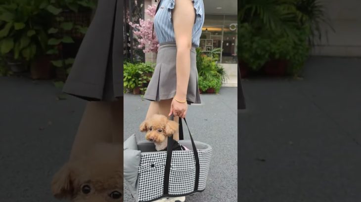 🚗ペットとの旅行に最適なペットシート！ #giipet #ペット用品 #pets #犬用おもちゃ #柴犬 #おすすめ #petテープ #お薦め #ペット