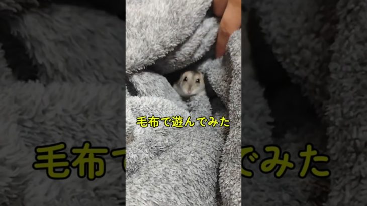 毛布で遊ぶハムスター🐹すぐもぐっちゃう#ハムスター#こもる#hamsters # ペット動画#癒し動画#햄스터