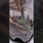 ペットボトルテラリウム #kawaii #cute #handmade #diy #観葉植物 #インテリア #sdgs