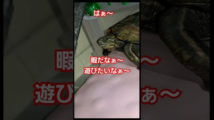 めんどくさい亀#short#亀#ペット#人気#流行る#可愛い#バズる#ウンキュウ#面白い#爬虫類 #turtle #かめ#アフレコ#寝か