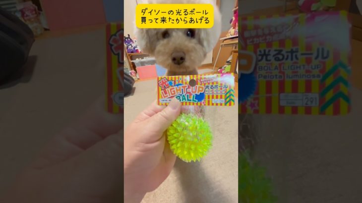 ダイソーの光るボールで遊ぶ犬 #shorts #かわいい #トイプードル #ペット動画