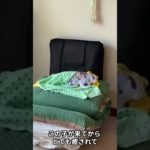 ペットロスの乗り越え方 #shorts #ペットロス #ユアフォトクッション