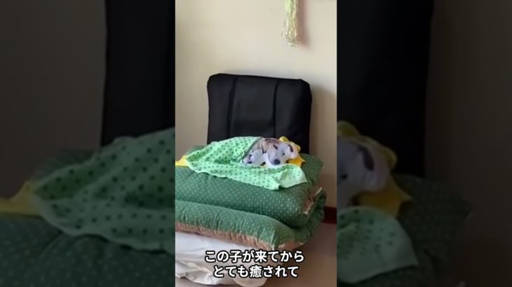 ペットロスの乗り越え方 #shorts #ペットロス #ユアフォトクッション