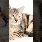 【猫の毛の模様について①】愛犬家住宅　ペットリフォームならセラフ榎本　ペット快適化住環境　埼玉県　東京都　神奈川県　#shorts  #猫