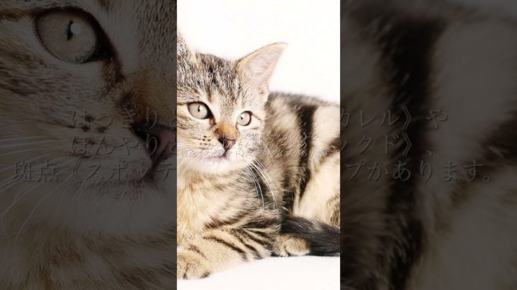 【猫の毛の模様について①】愛犬家住宅　ペットリフォームならセラフ榎本　ペット快適化住環境　埼玉県　東京都　神奈川県　#shorts  #猫