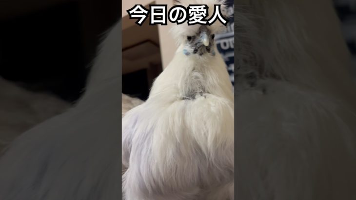 今日の愛人 #癒し #ニワトリ #かわいい #動物 #烏骨鶏 #ペット #shorts