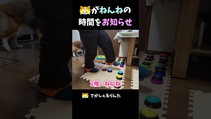 シェルティがねんねの時間をお知らせ【会話ボタンでしゃべる犬】 #shorts  #dog