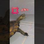 心配してほしい亀#short#亀#ペット#人気#流行る#可愛い#バズる#ウンキュウ#turtle #かめ#心配#ペット #アフレコ#面白い