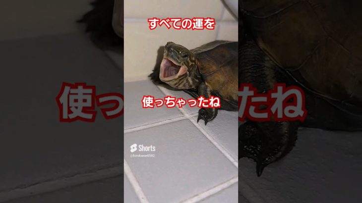 私は強運の持ち主なのよ#short#亀#ペット#人気#流行る#バズる#強運#ウンキュウ#かめ#懸賞#当選#turtle #爬虫類 #クイズ#高額当選#応募