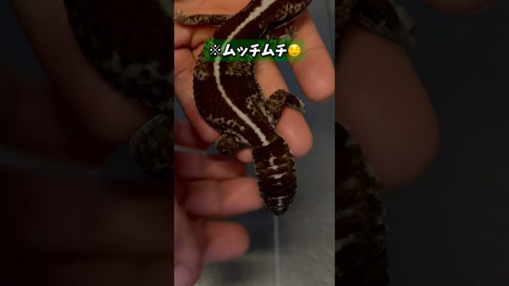 【餅と疾風】#ニシアフリカトカゲモドキ#爬虫類#やもり#ペット