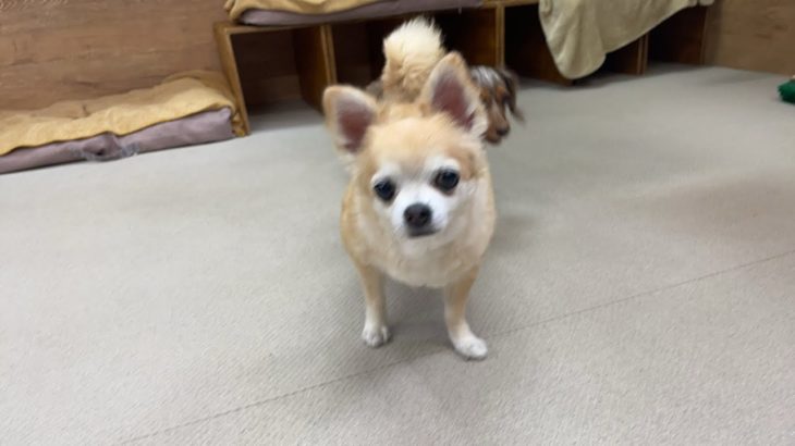 ペットホテルの様子