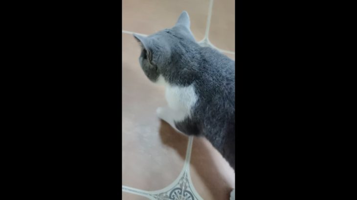 柔らかいブラシでペットの毛がしっかり取れます。非常に実用的です。