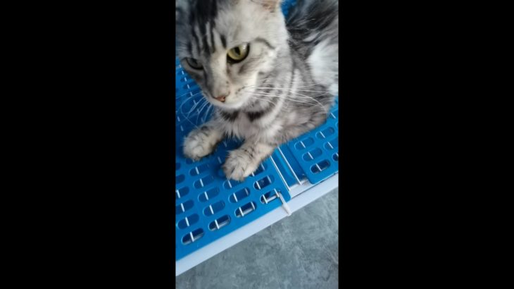 質が良くて価格が安い。毎日使ってもペットが喜んでいます。