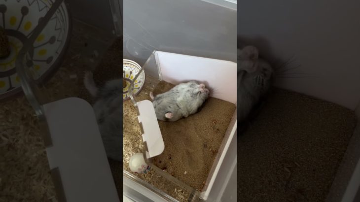 だらけているハムスターが可愛い【ててらぼペット部】
