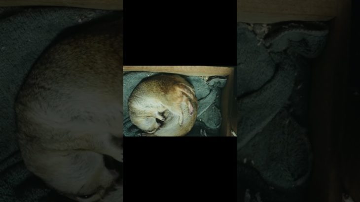 リスが起こした十五夜の奇跡 #リチャードソンジリス  #癒し  #ペット