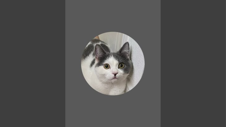 ぽっちゃり猫のダイエット配信